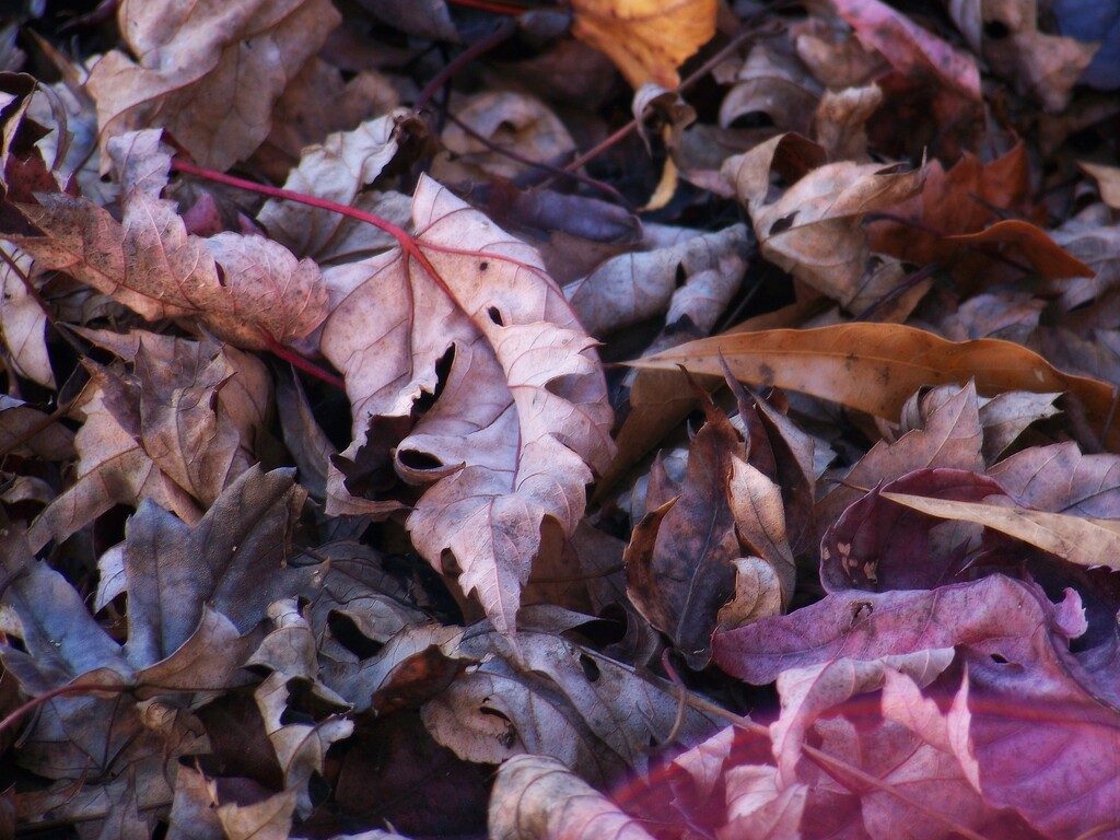 Leaf litter... by marlboromaam