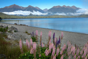 27th Nov 2021 - Lake Manapouri, New Zealand