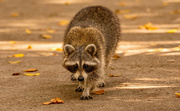 3rd Dec 2021 - Raccoon Checking Me Out!