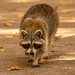 Raccoon Checking Me Out! by rickster549