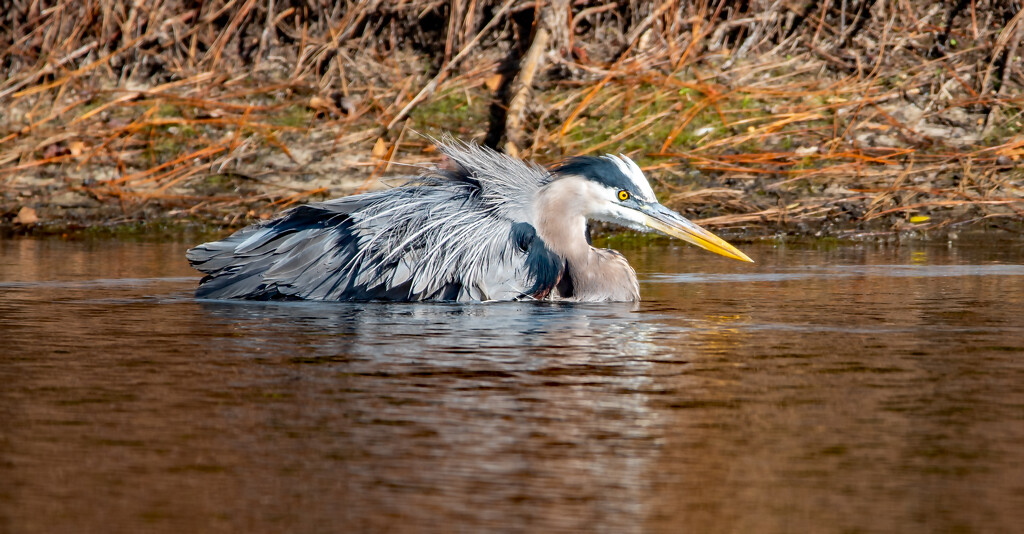 Blue Heron About to Get it's Bath! by rickster549