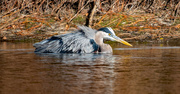 3rd Dec 2021 - Blue Heron About to Get it's Bath!