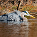 Blue Heron About to Get it's Bath! by rickster549