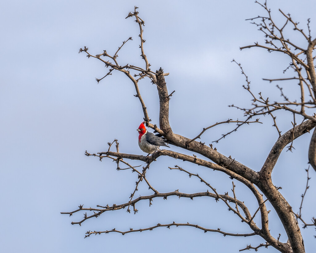 Red-crested Cardinal by nicoleweg