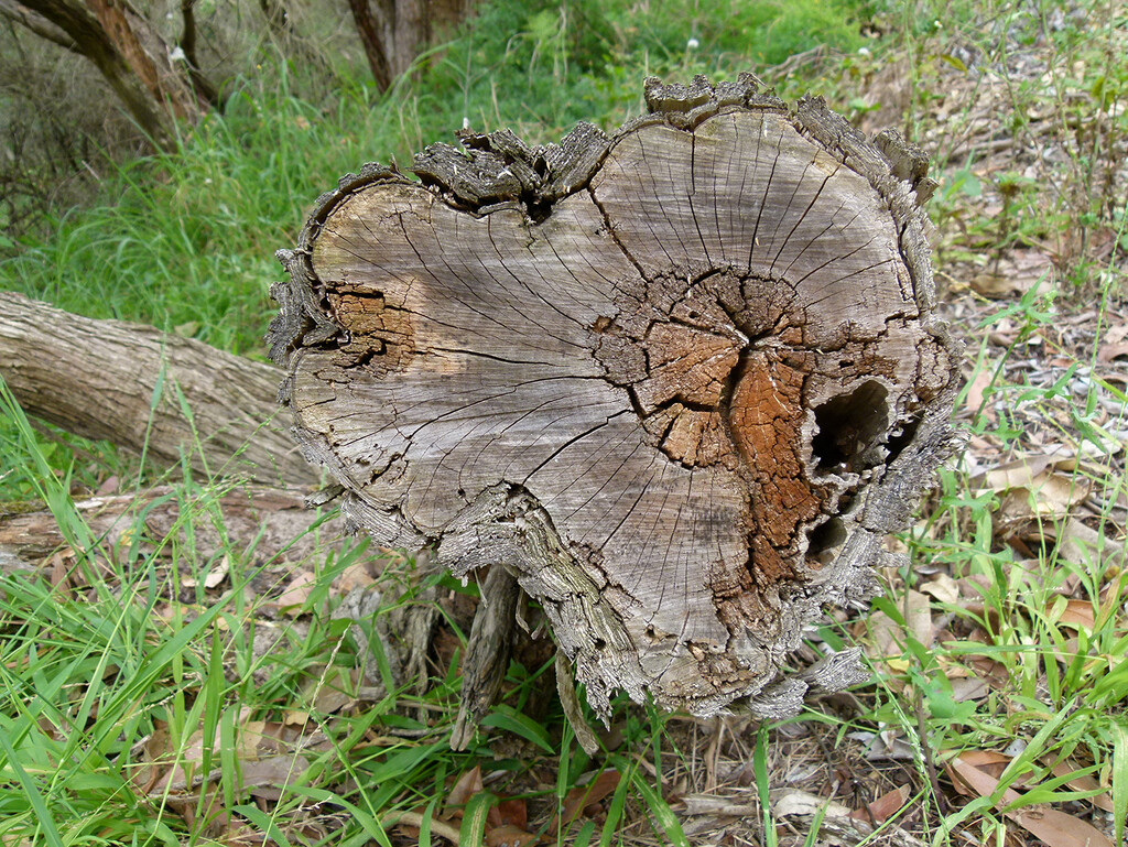 Tree Stump by onewing
