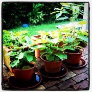 24th Jan 2011 - Thai eggplants, basil, parsley, avacado and galangal.