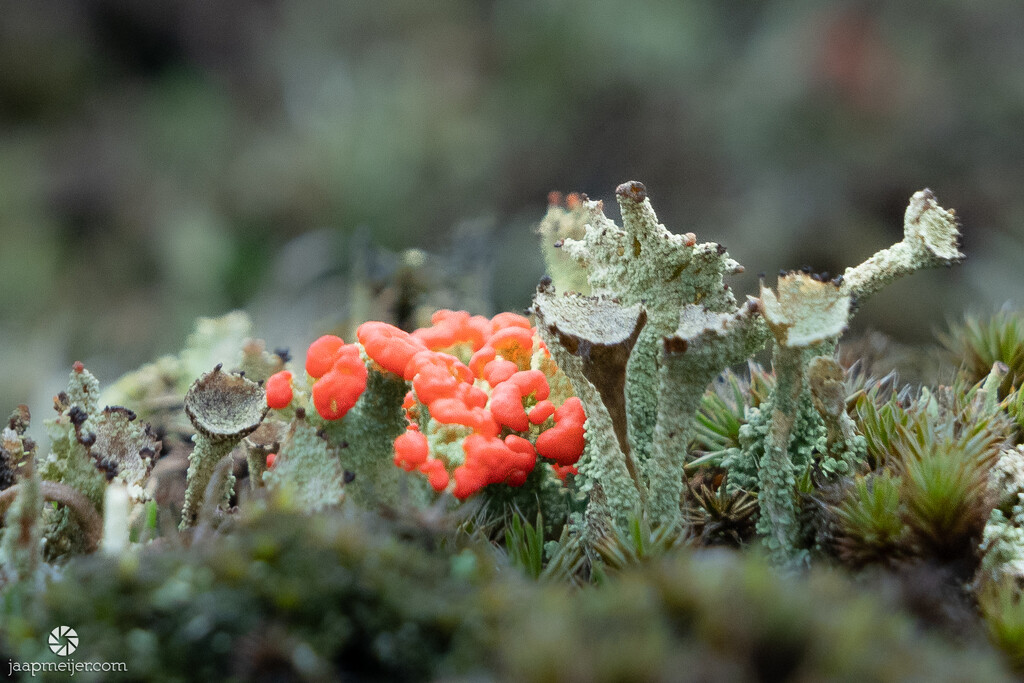 Madame's cup lichen by djepie