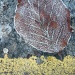 roadside leaf by miranda