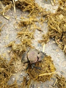 3rd Dec 2021 - My life as a dung beetle