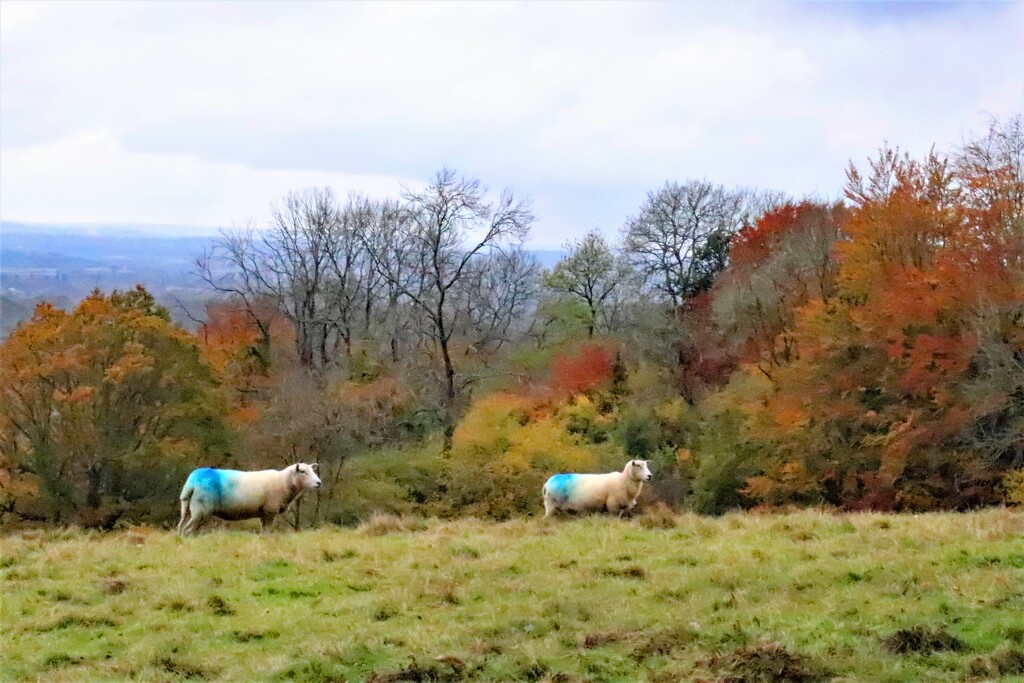 Autumn Sheep by 365jgh