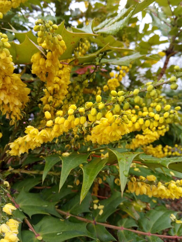 Winter .. Mahonia by 365projectorgjoworboys