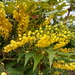 Winter .. Mahonia by 365projectorgjoworboys