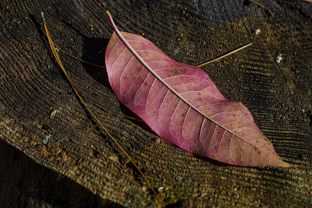 Sourwood Leaf by k9photo
