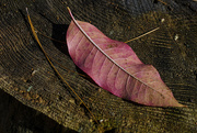 4th Dec 2021 - Sourwood Leaf