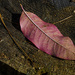 Sourwood Leaf by k9photo