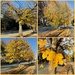 The Color of the Day is Yellow by allie912