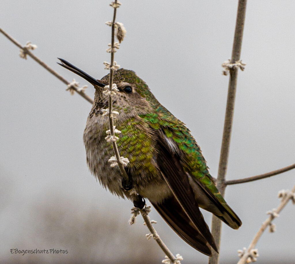 Hummingbird    by theredcamera
