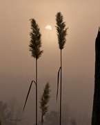 4th Dec 2021 - LHG_4810_ Sun through the fog and grasses