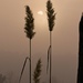 LHG_4810_ Sun through the fog and grasses by rontu