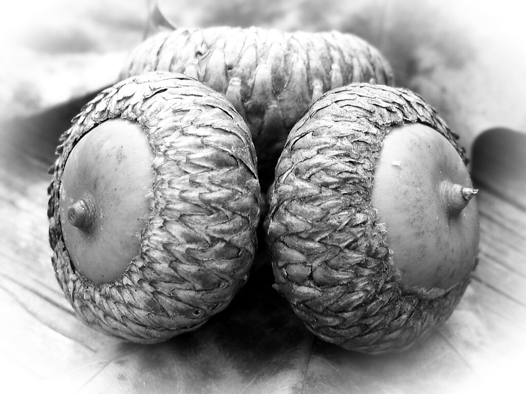Pin oak acorns... by marlboromaam