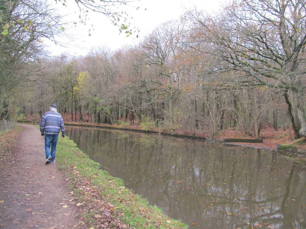 Canal walk by speedwell