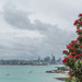 Pohutukawa trees are in flower at the moment by creative_shots