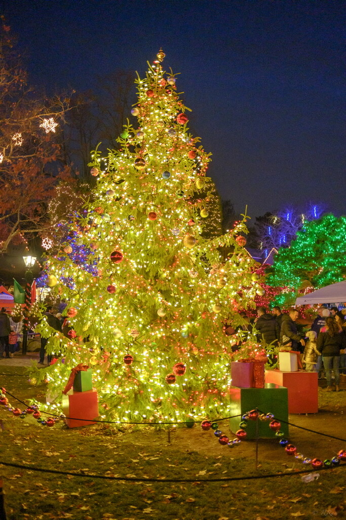 The Tree is Up…. Lit up  by ramr