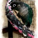Pet Bird by digitalrn