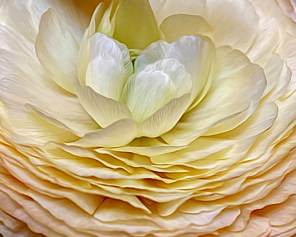 Blushing Blossom by njmom3