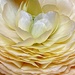 Blushing Blossom by njmom3