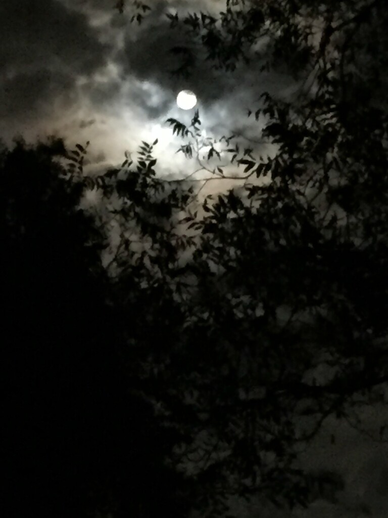 Full moon rising by margonaut