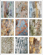 5th Dec 2021 - Tree Bark Collage