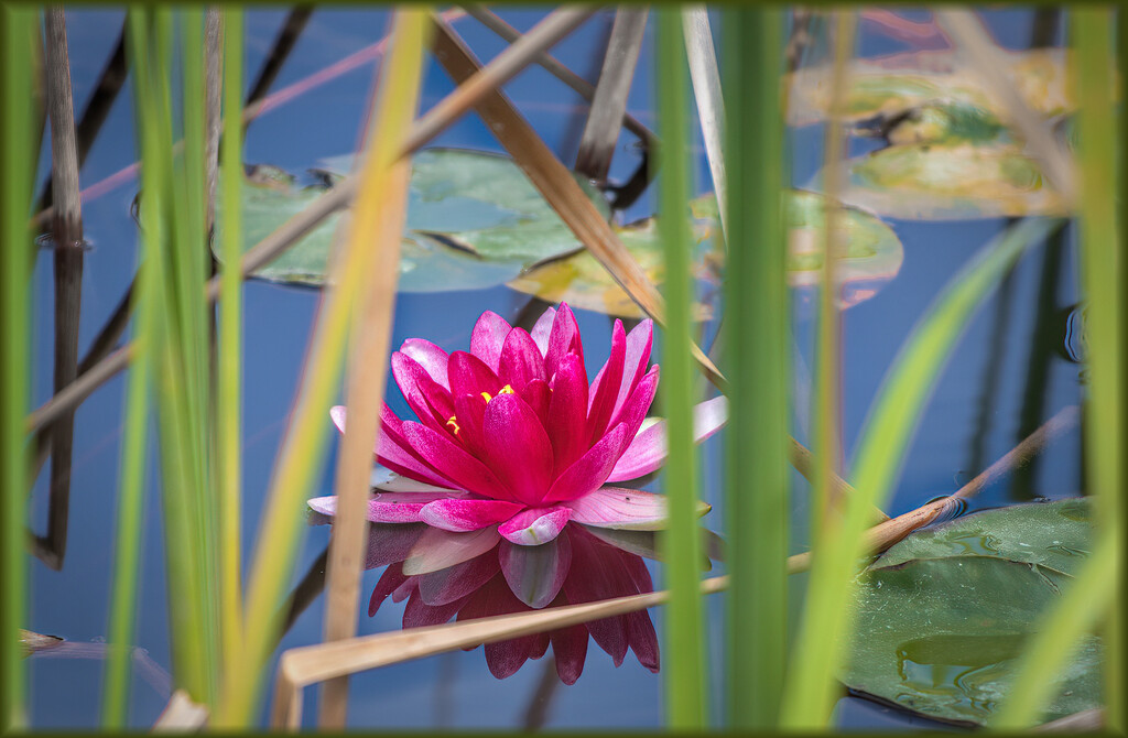 Waterlily in a dam by ludwigsdiana