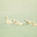 Goslings Go Forth by helenw2