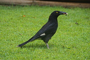 4th Dec 2021 - Pied Currawong - Cement Foot Returns