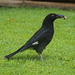 Pied Currawong - Cement Foot Returns by terryliv