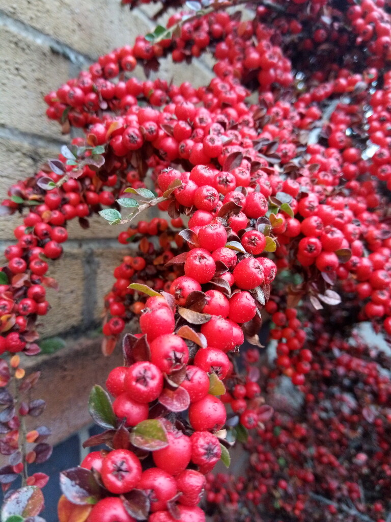 Winter.. Cotoneaster by 365projectorgjoworboys