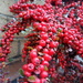 Winter.. Cotoneaster by 365projectorgjoworboys