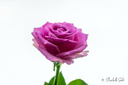 5th Dec 2021 - Pink rose
