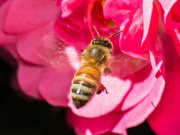 31st Oct 2021 - Seeing more bees around :)