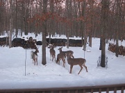 24th Jan 2011 - Backyard Visitors