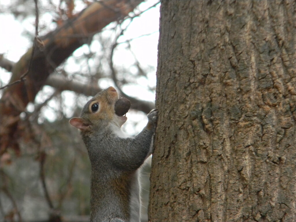 Squirrel With Acorn In Its Mouth by sfeldphotos