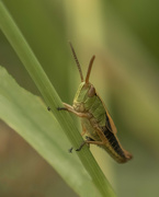 4th Dec 2021 - Grasshopper