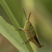 Grasshopper by shepherdmanswife