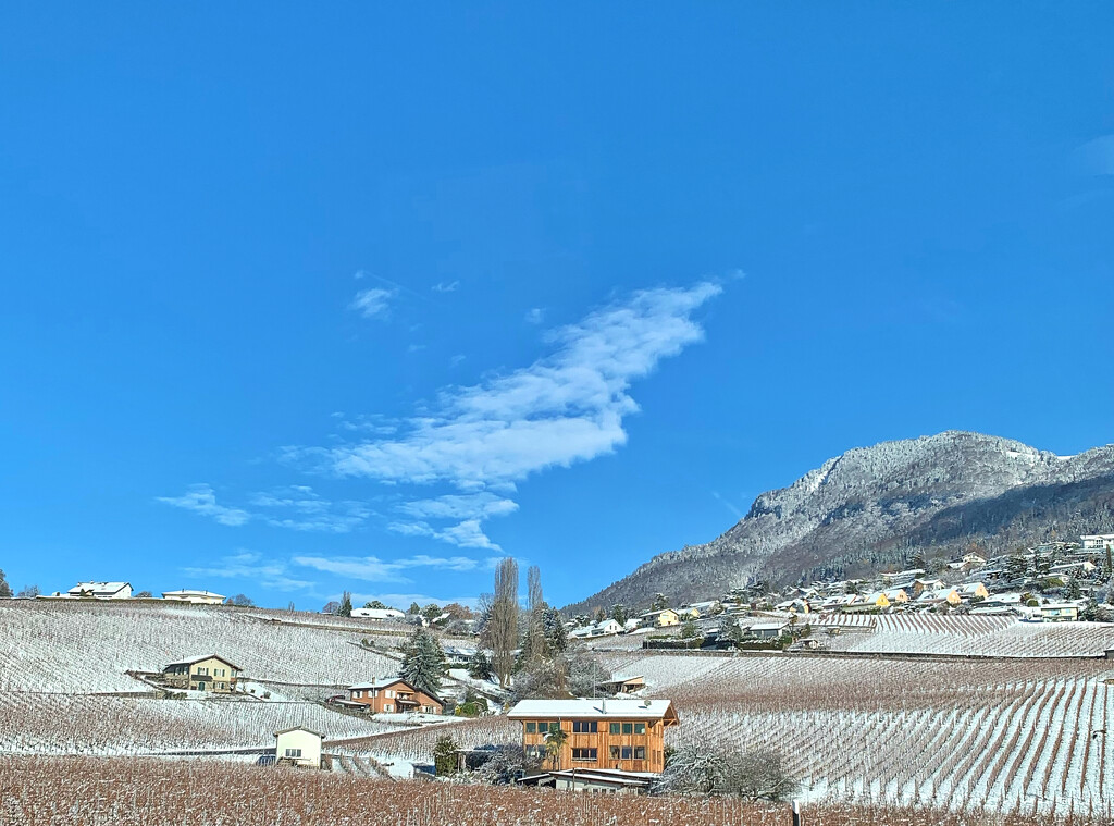Lavaux under the snow.  by cocobella