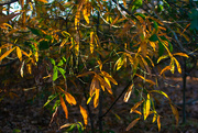 5th Dec 2021 - The colors of the Willow Oak...