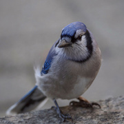5th Dec 2021 - Bluejay in recovery mode