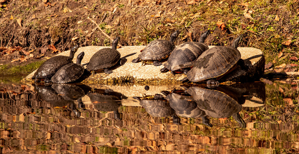 Turtles and Reflections! by rickster549