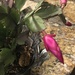 Christmas Cactus blooms by homeschoolmom