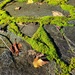 Sunshine Patio Moss by kimmer50